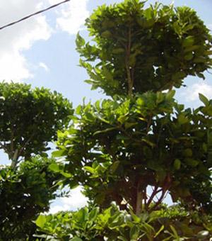Ligustrum 3-Tiered