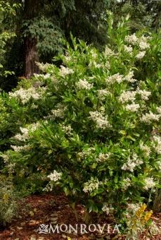 Ligustrum japonicum 'Texanum'