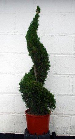Thuya spiral