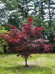 Acer p. bloodgood Discovery Bay