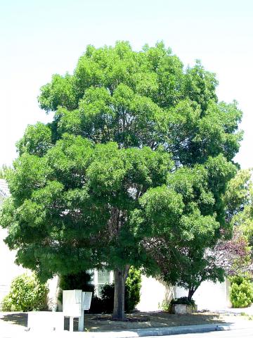 Fraxinus oxycarpa 'Raywood'