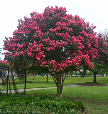Lagerstroemia Tuscarora