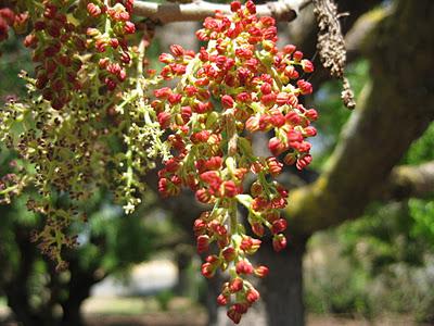 Pistachia Chinensis Keith Davey Flowers Antioch