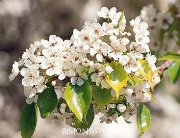 Pyrus Kawakami 'Pear Evergreen'