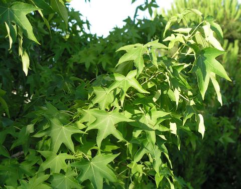 Sweetgum  Liquidambar