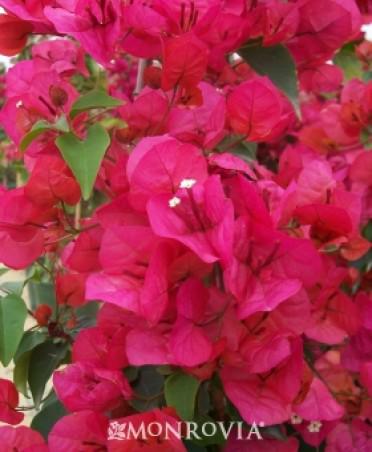 Bougainvillea 'Sharon Wesley'