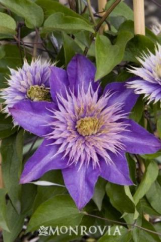 Clematis 'Multi-Blue'