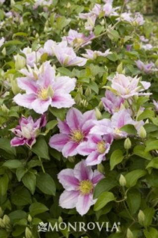 Clematis 'Piilu'
