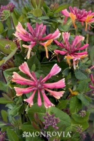 Honeysuckle 'Goldflame'